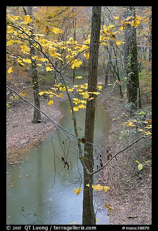 Trees with yellow leaves and Styx river during rain. Mammoth Cave National Park, Kentucky, USA.