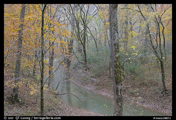 Styx spring and forest in autumn foliage during rain. Mammoth Cave National Park, Kentucky, USA.