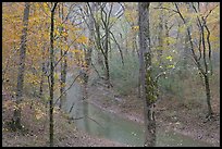 Styx spring and forest in autumn foliage during rain. Mammoth Cave National Park ( color)