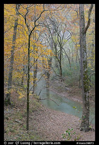 Styx stream and forest in fall foliage during rain. Mammoth Cave National Park, Kentucky, USA.