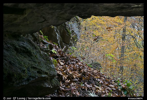 Forest with autumn color seen from inside cave. Mammoth Cave National Park, Kentucky, USA.