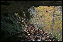 Forest with autumn color seen from inside cave. Mammoth Cave National Park ( color)