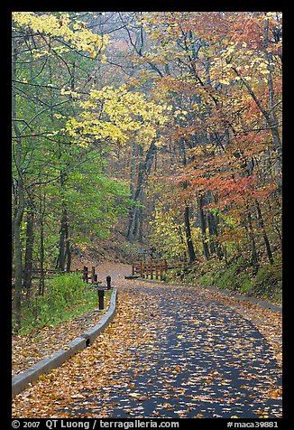 Paved trail and forest in fall foliage. Mammoth Cave National Park, Kentucky, USA.