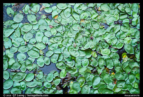 Close-up of water lillies, Sloans Crossing Pond. Mammoth Cave National Park, Kentucky, USA.