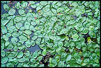 Close-up of water lillies, Sloans Crossing Pond. Mammoth Cave National Park ( color)