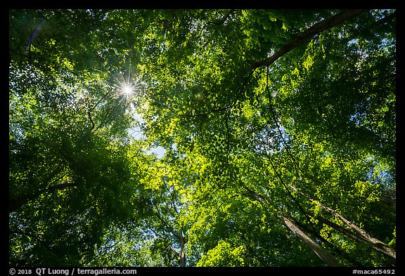 Looking up tree canopy in summer. Mammoth Cave National Park, Kentucky, USA.