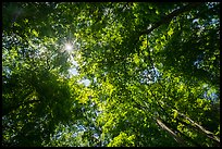 Looking up tree canopy in summer. Mammoth Cave National Park ( color)