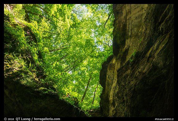 Looking up cave historic entrance. Mammoth Cave National Park (color)