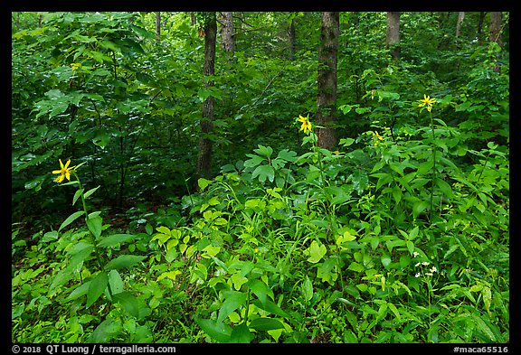 Summer wildflowers and forest. Mammoth Cave National Park, Kentucky, USA.