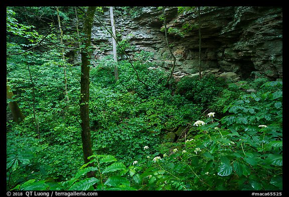 Wildflowers and sinkhole near Turnhole Bend. Mammoth Cave National Park, Kentucky, USA.