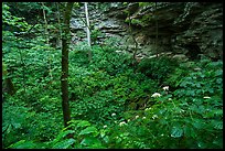 Wildflowers and sinkhole near Turnhole Bend. Mammoth Cave National Park ( color)