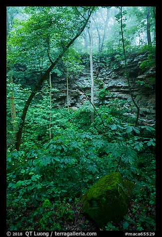 Sinkhole and fog. Mammoth Cave National Park (color)