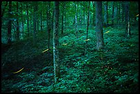 Fireflies in forest. Mammoth Cave National Park ( color)