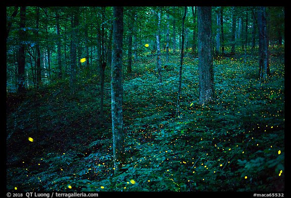 Synchronous fireflies in forest. Mammoth Cave National Park, Kentucky, USA.