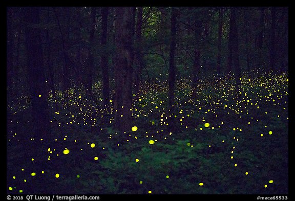 Fireflies light the night in forest. Mammoth Cave National Park, Kentucky, USA.