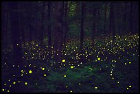 Fireflies light the night in forest. Mammoth Cave National Park ( color)