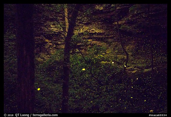 Fireflies and sinkhole. Mammoth Cave National Park, Kentucky, USA.