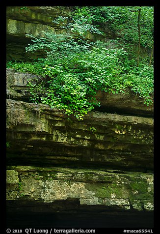 Limestone ledges and summer blooms. Mammoth Cave National Park, Kentucky, USA.