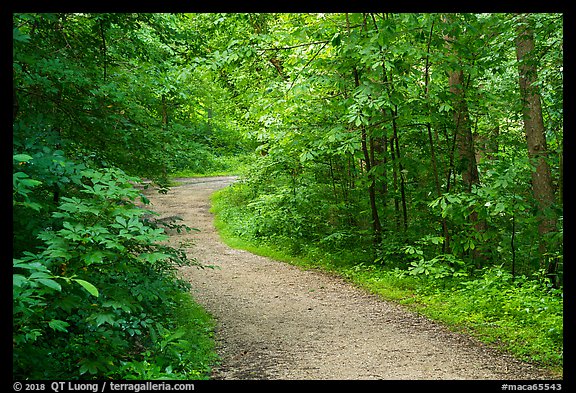 River Styx Trail in summer. Mammoth Cave National Park (color)
