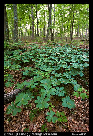 May apple Plants with giant leaves on forest floor. Mammoth Cave National Park, Kentucky, USA.