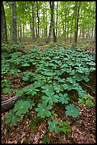 May apple Plants with giant leaves on forest floor. Mammoth Cave National Park, Kentucky, USA. (color)