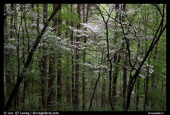 Blooming Dogwood trees in forest. Mammoth Cave National Park, Kentucky, USA.