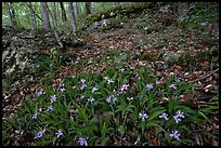 Crested dwarf irises. Mammoth Cave National Park ( color)