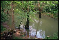 Flooded trees in Echo River Spring. Mammoth Cave National Park, Kentucky, USA. (color)