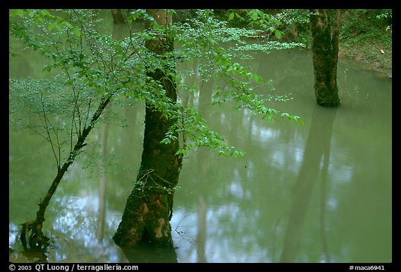Flooded trees in Echo River Spring. Mammoth Cave National Park, Kentucky, USA.