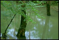 Flooded trees in Echo River Spring. Mammoth Cave National Park ( color)