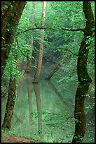 Trees reflected in green water of Echo River Spring. Mammoth Cave National Park ( color)