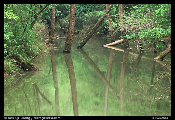Trees and reflections in Echo River Spring. Mammoth Cave National Park, Kentucky, USA.