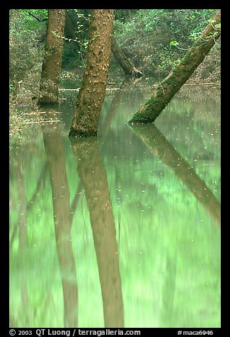 Trees and reflections in green waters of Echo River Spring. Mammoth Cave National Park, Kentucky, USA.