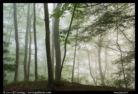 Hemlock trees in fog, Grandview. New River Gorge National Park and Preserve, West Virginia, USA.