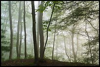 Hemlock trees in fog, Grandview. New River Gorge National Park and Preserve ( color)
