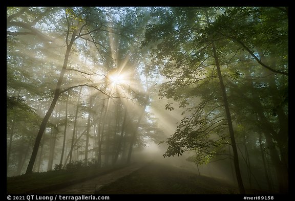 Path with sunrays through fog. New River Gorge National Park and Preserve (color)