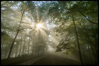 Path with sunrays through fog. New River Gorge National Park and Preserve ( color)