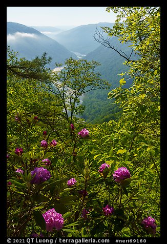 Rhododendron thicket and New River, Grandview. New River Gorge National Park and Preserve, West Virginia, USA.