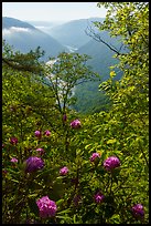 Rhododendron thicket and New River, Grandview. New River Gorge National Park and Preserve ( color)