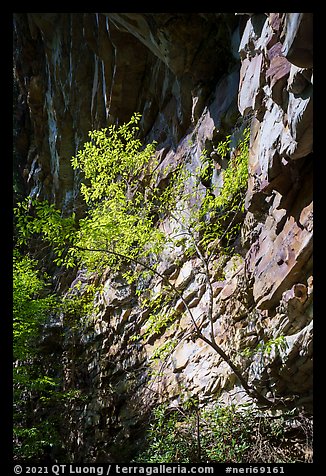 Tree and cliff, Castle Rock. New River Gorge National Park and Preserve, West Virginia, USA.