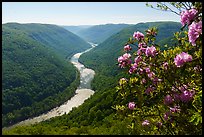 Rhododendron and river gorge from Grandview north overlook. New River Gorge National Park and Preserve ( color)