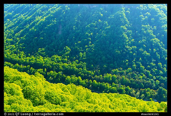 Forested gorge from Beauty Mountain. New River Gorge National Park and Preserve, West Virginia, USA.