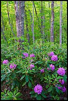 Rododendrons blooming in forest. New River Gorge National Park and Preserve ( color)
