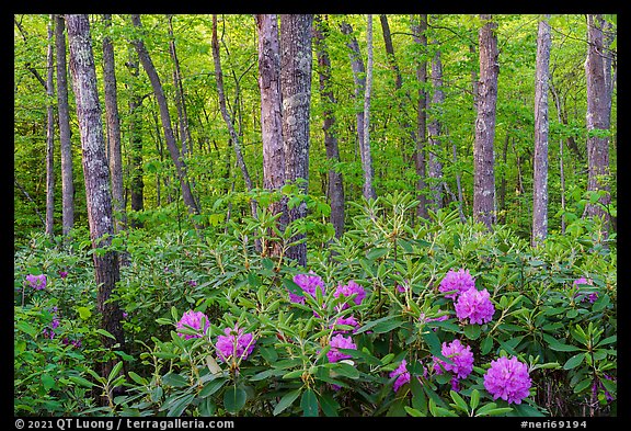 Forest with rododendrons blooming. New River Gorge National Park and Preserve (color)