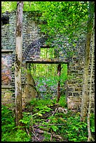 Powerhouse reclaimed by vegetation, Kaymoor Mine Site. New River Gorge National Park and Preserve ( color)