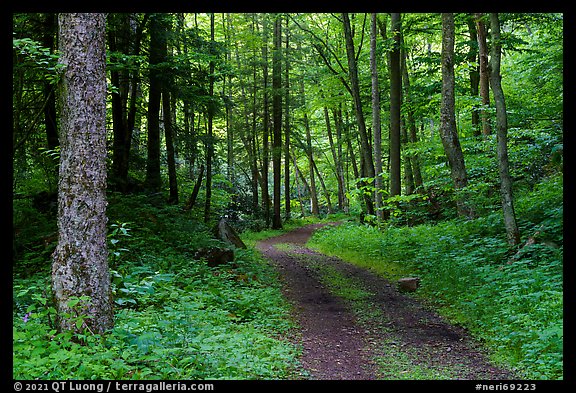 Glade Creek Trail. New River Gorge National Park and Preserve (color)