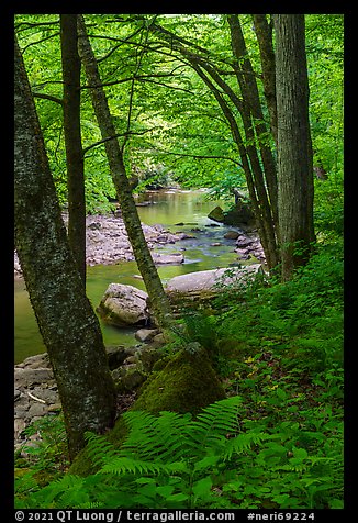 Forest and Glade Creek. New River Gorge National Park and Preserve (color)