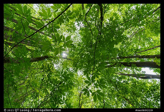 Looking up early spring forest, Glades Creek. New River Gorge National Park and Preserve (color)