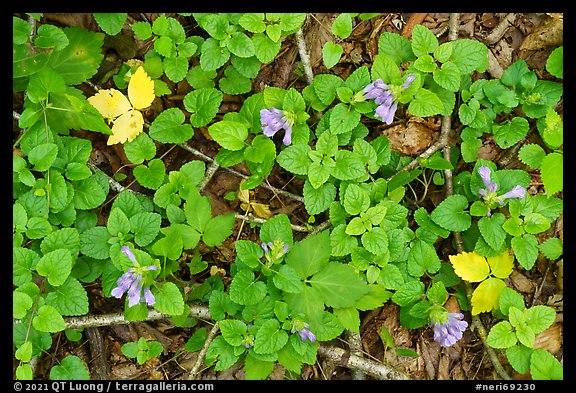 Forest floor with Virginia Blue Bells. New River Gorge National Park and Preserve, West Virginia, USA.