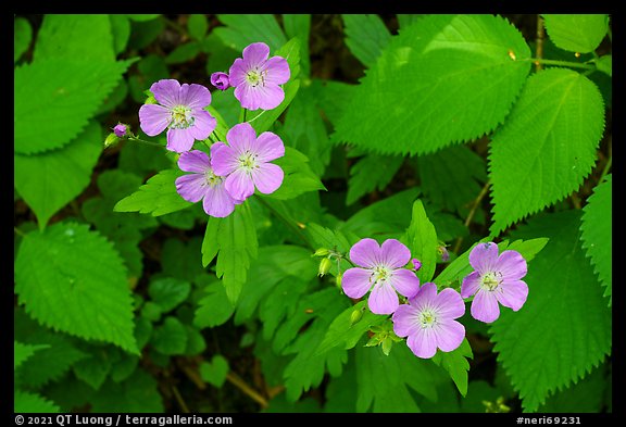 Spring Beauty flowers. New River Gorge National Park and Preserve, West Virginia, USA.